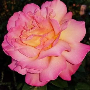 Meet your Posher, Nikoma